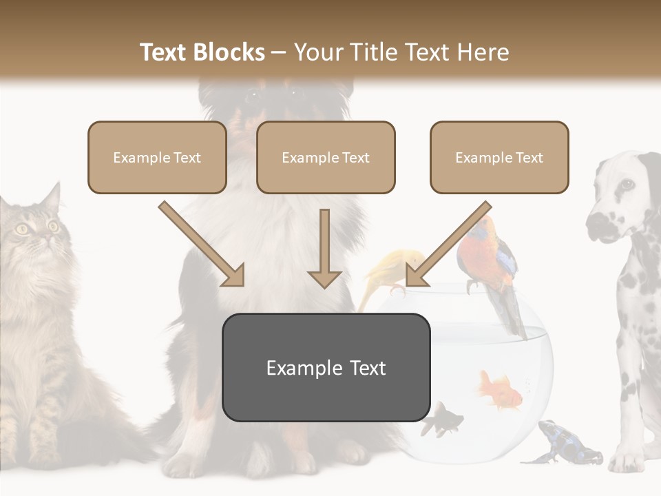 Animal Domestic Animal Fish PowerPoint Template