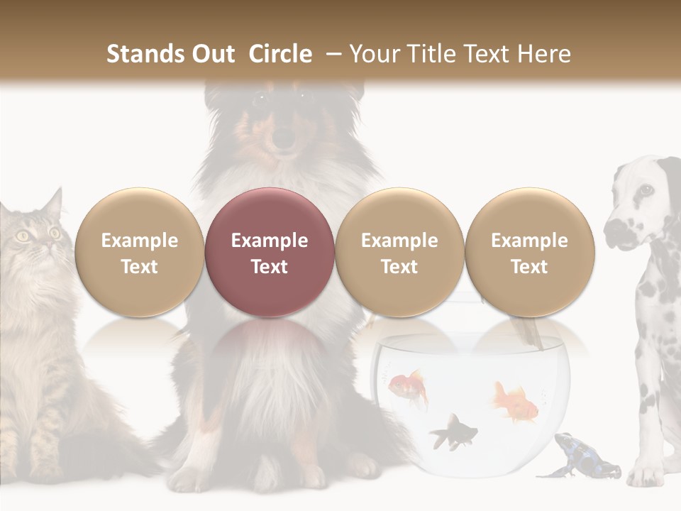 Animal Domestic Animal Fish PowerPoint Template