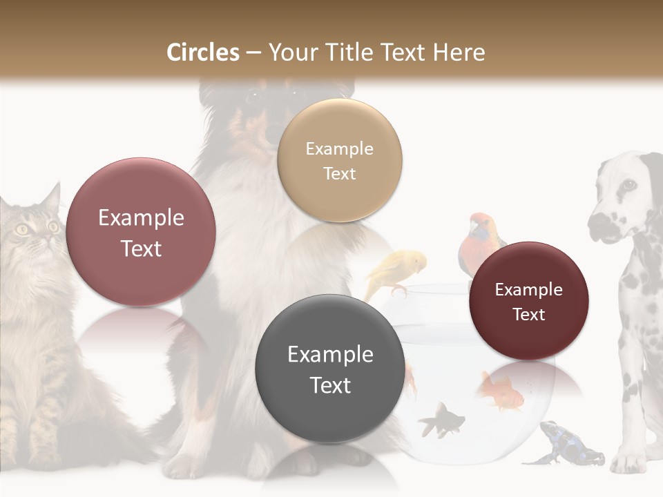 Animal Domestic Animal Fish PowerPoint Template
