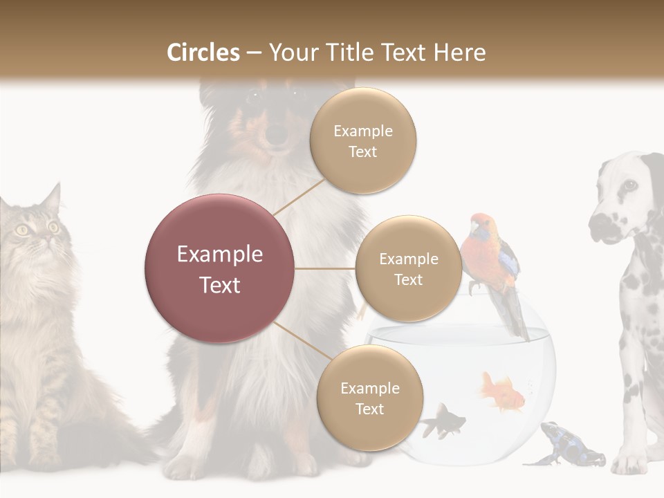 Animal Domestic Animal Fish PowerPoint Template