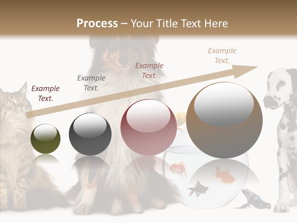 Animal Domestic Animal Fish PowerPoint Template