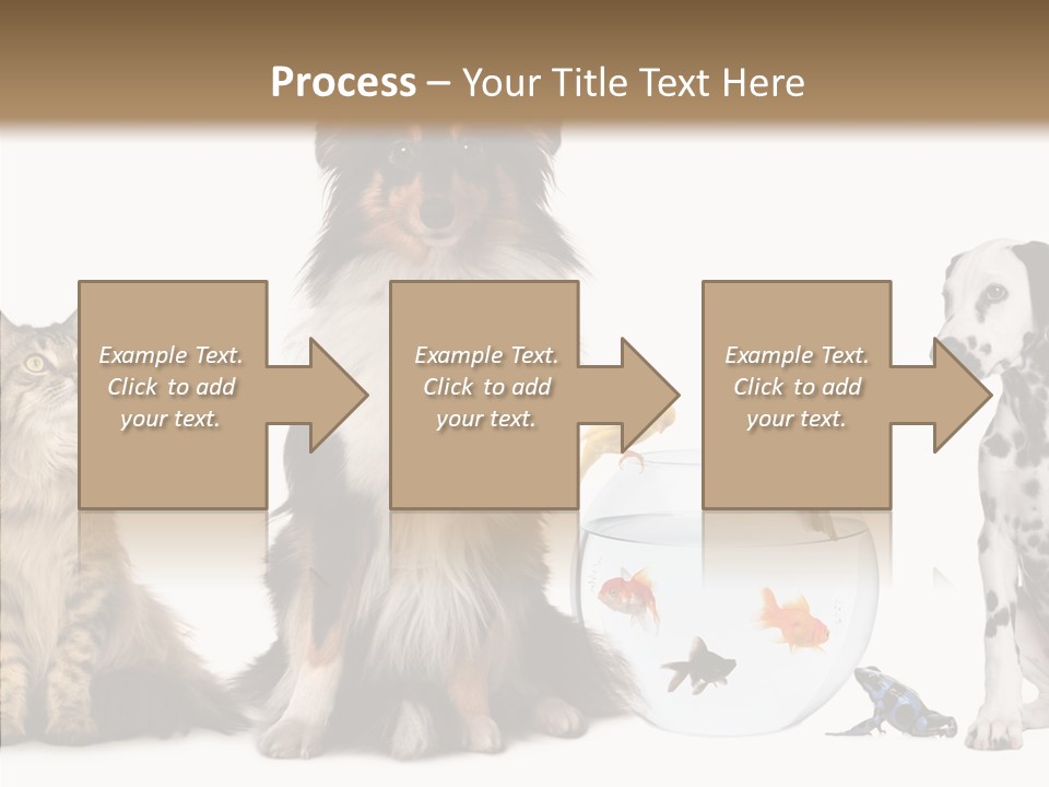 Animal Domestic Animal Fish PowerPoint Template