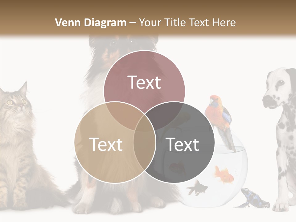 Animal Domestic Animal Fish PowerPoint Template