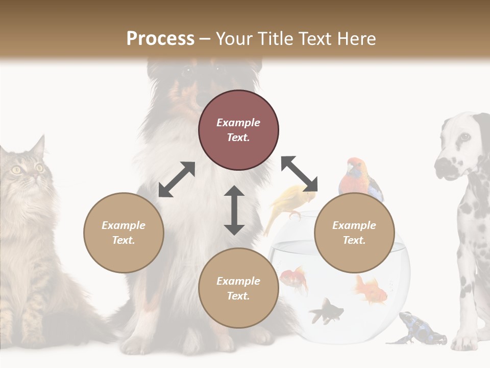 Animal Domestic Animal Fish PowerPoint Template