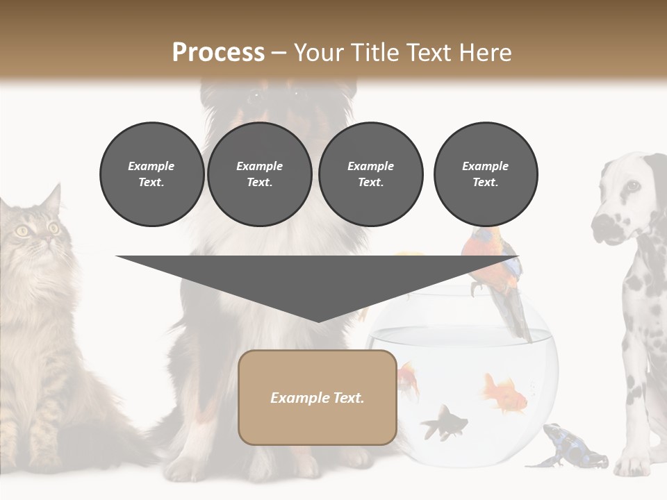 Animal Domestic Animal Fish PowerPoint Template