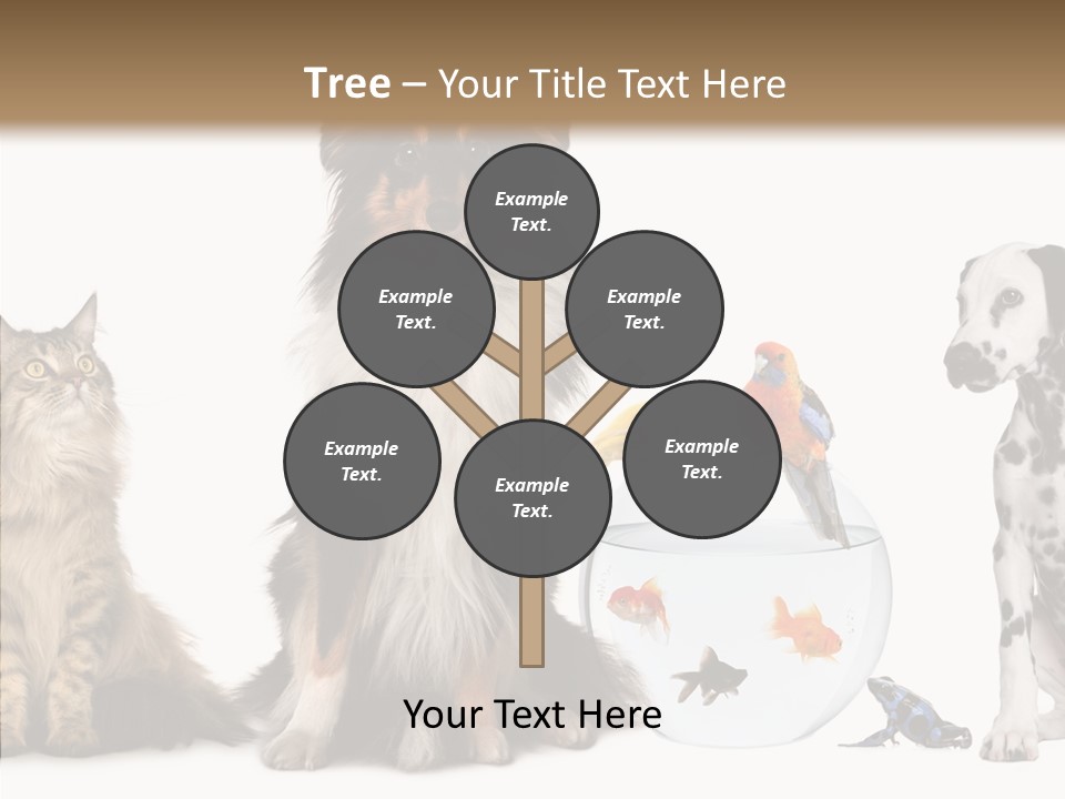 Animal Domestic Animal Fish PowerPoint Template