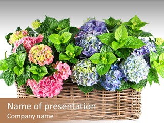 Botanical Decorative Balcony PowerPoint Template