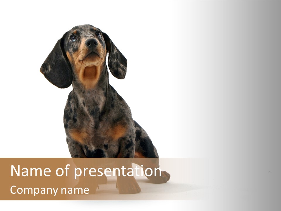 Laying Hound Brown PowerPoint Template