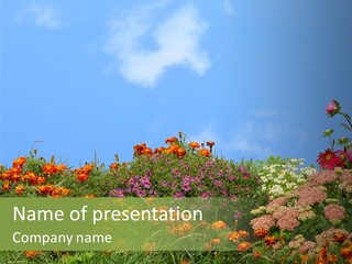 Daisy Blue Garden PowerPoint Template