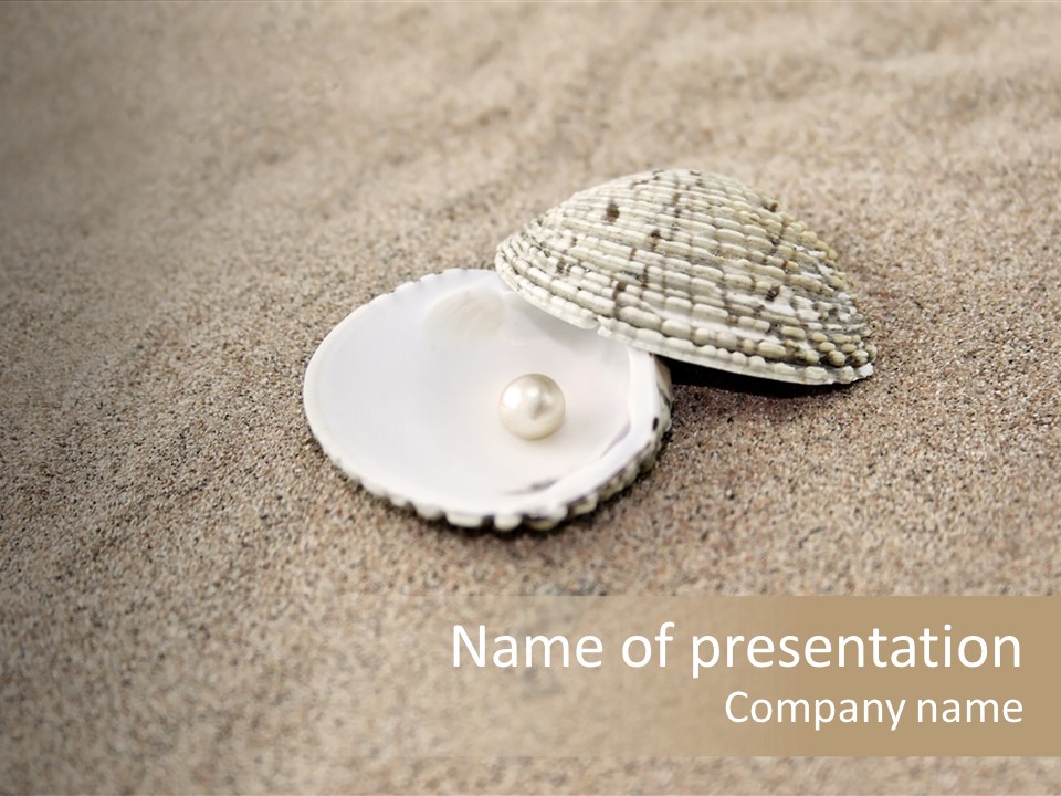 Expensive Reflection Seashell PowerPoint Template