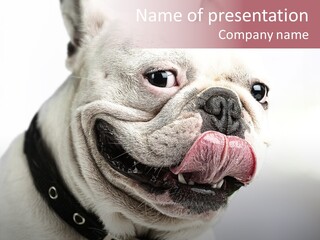 Studio Dog Black PowerPoint Template