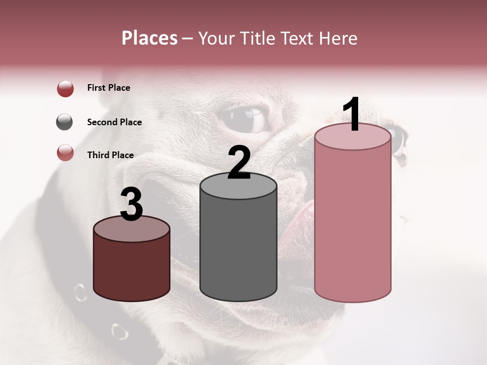 Studio Dog Black PowerPoint Template