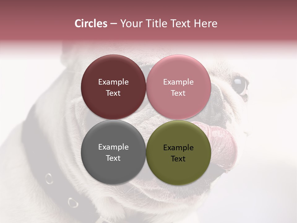 Studio Dog Black PowerPoint Template