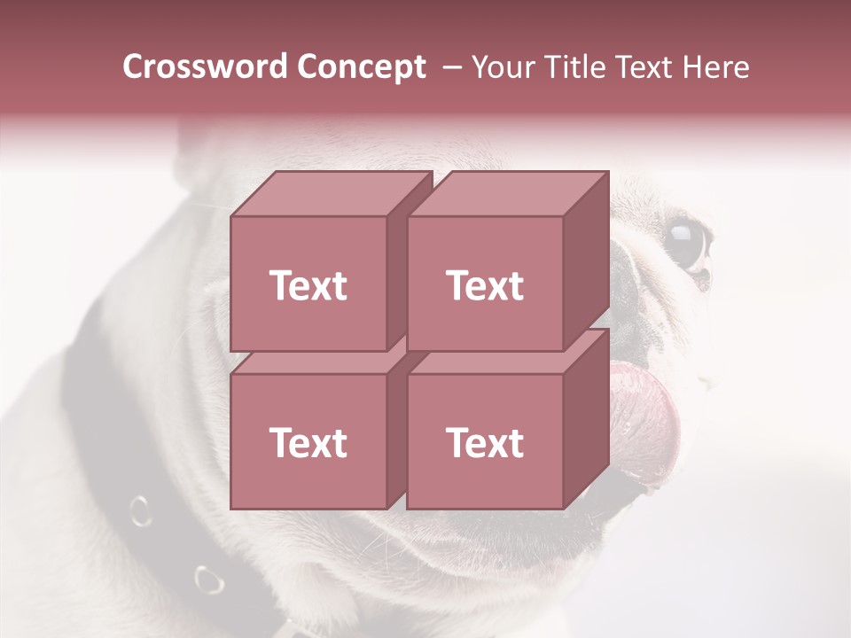 Studio Dog Black PowerPoint Template