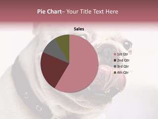 Studio Dog Black PowerPoint Template