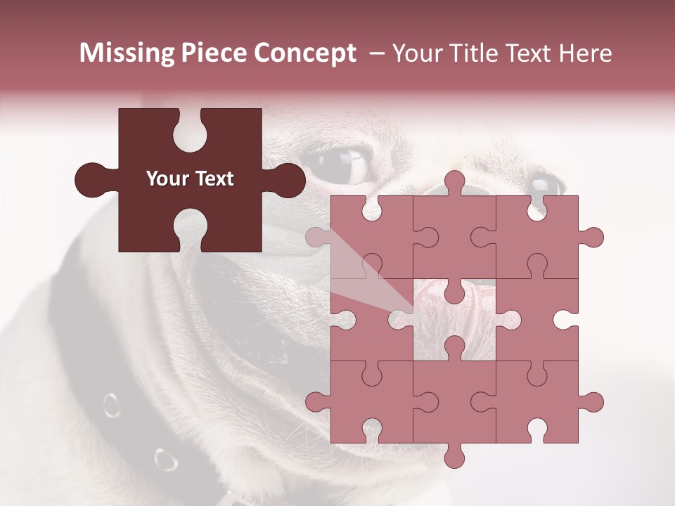 Studio Dog Black PowerPoint Template