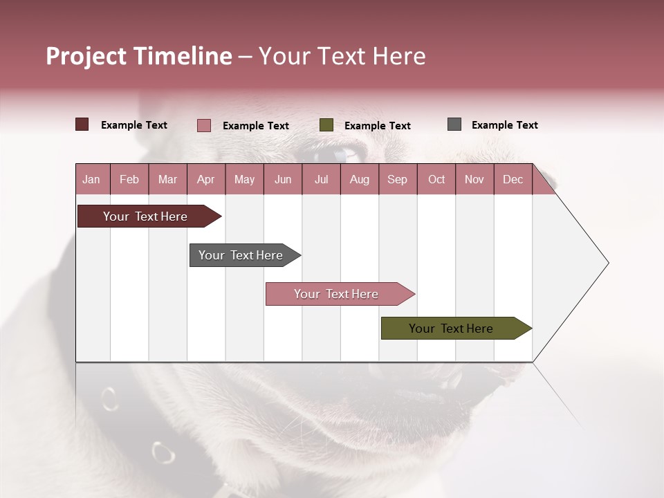 Studio Dog Black PowerPoint Template