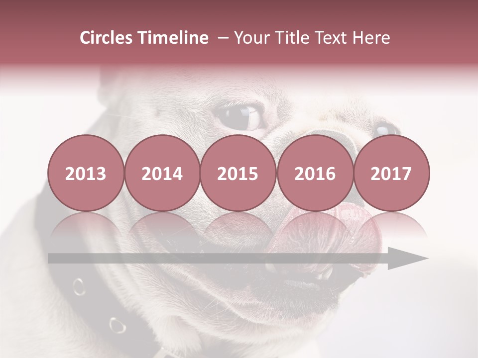 Studio Dog Black PowerPoint Template