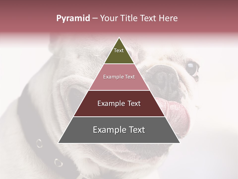 Studio Dog Black PowerPoint Template
