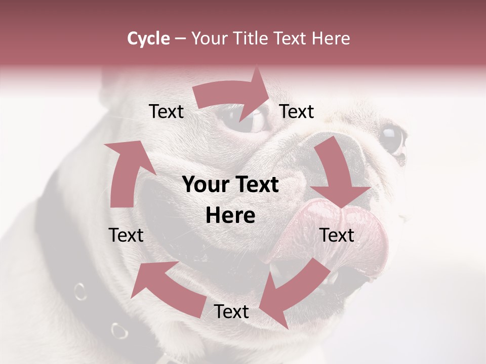 Studio Dog Black PowerPoint Template