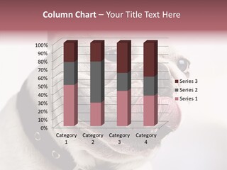 Studio Dog Black PowerPoint Template