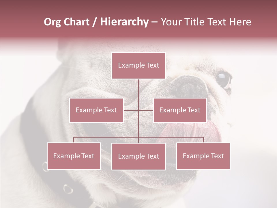 Studio Dog Black PowerPoint Template