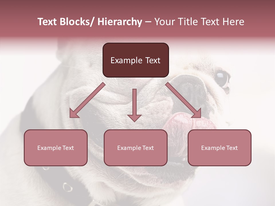 Studio Dog Black PowerPoint Template