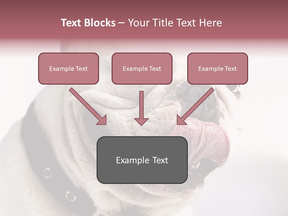 Studio Dog Black PowerPoint Template