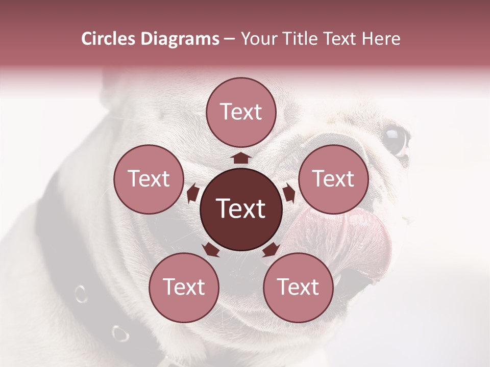 Studio Dog Black PowerPoint Template