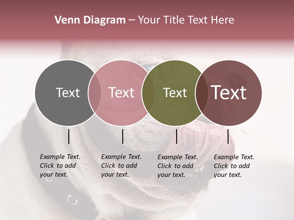 Studio Dog Black PowerPoint Template