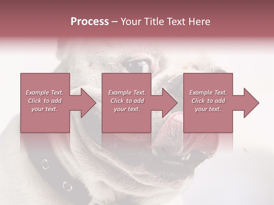 Studio Dog Black PowerPoint Template