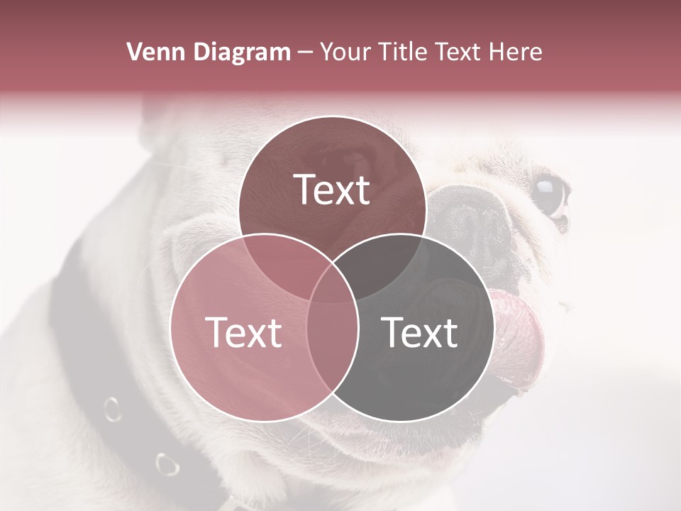 Studio Dog Black PowerPoint Template