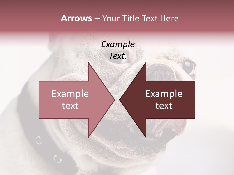 Studio Dog Black PowerPoint Template