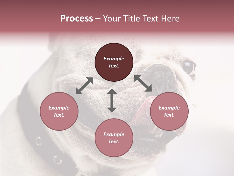 Studio Dog Black PowerPoint Template