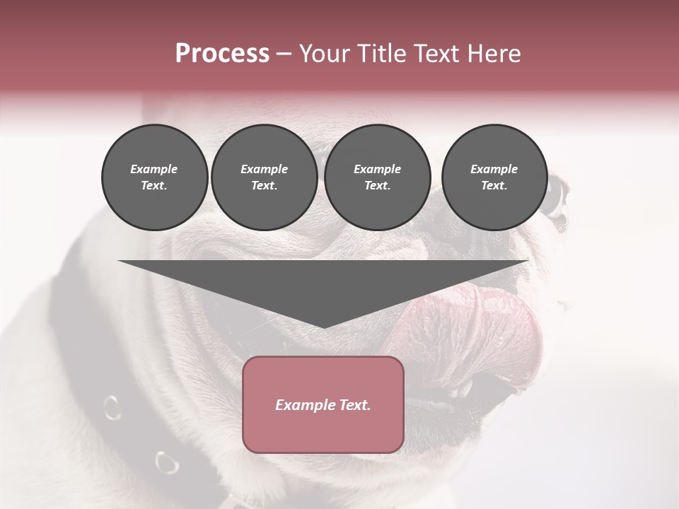 Studio Dog Black PowerPoint Template