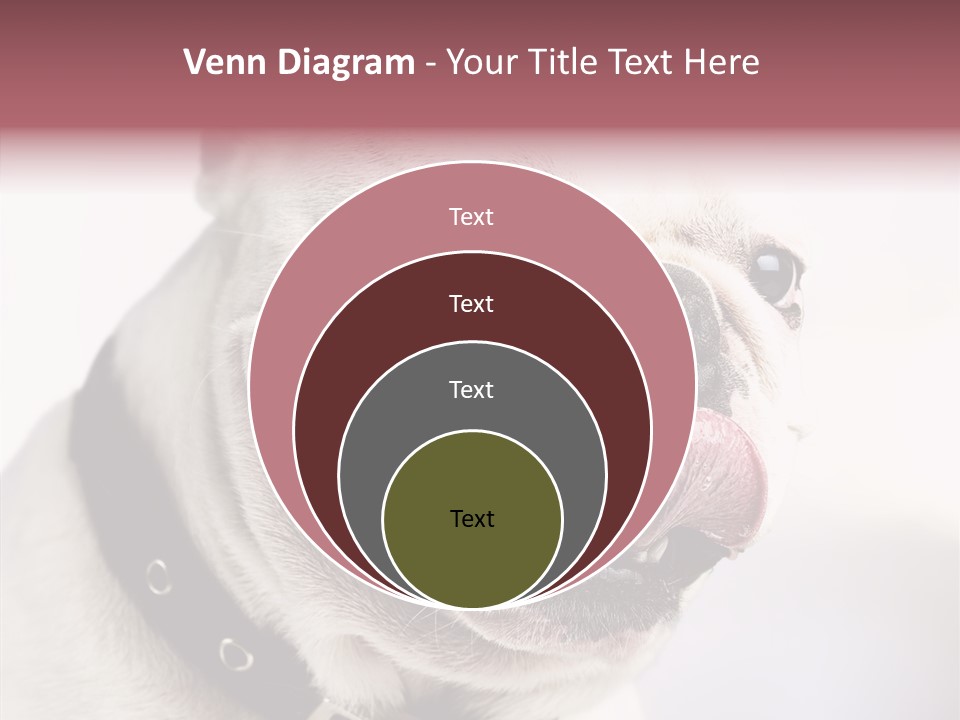 Studio Dog Black PowerPoint Template