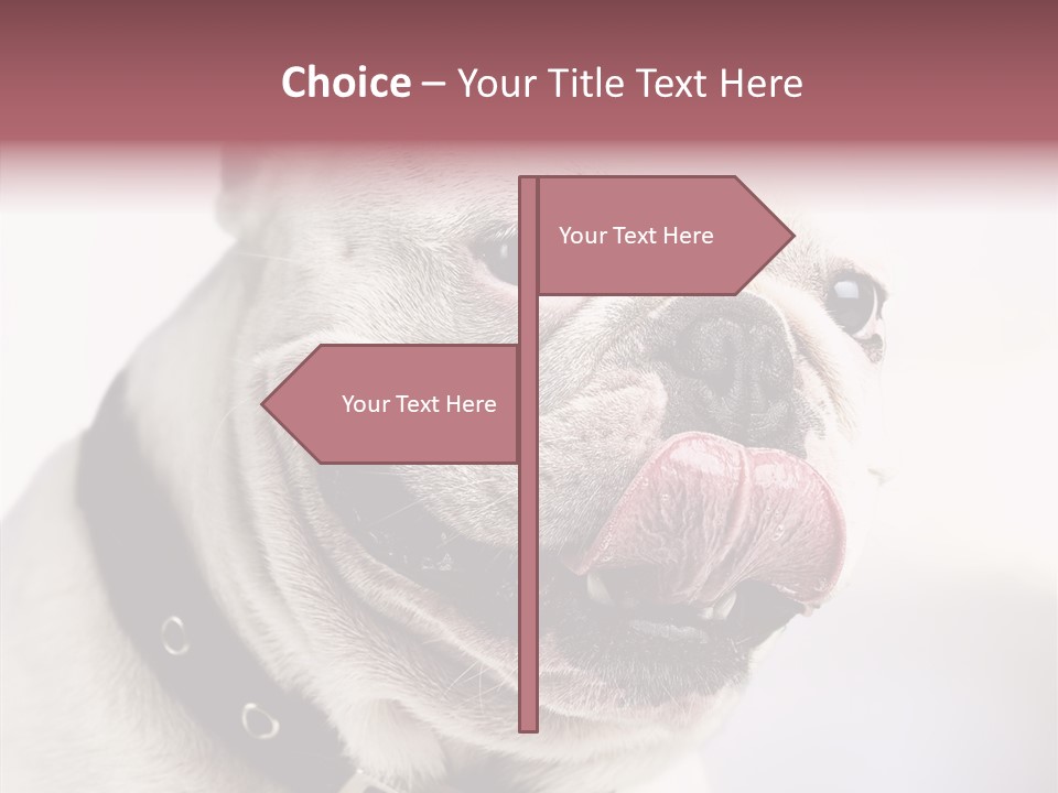Studio Dog Black PowerPoint Template