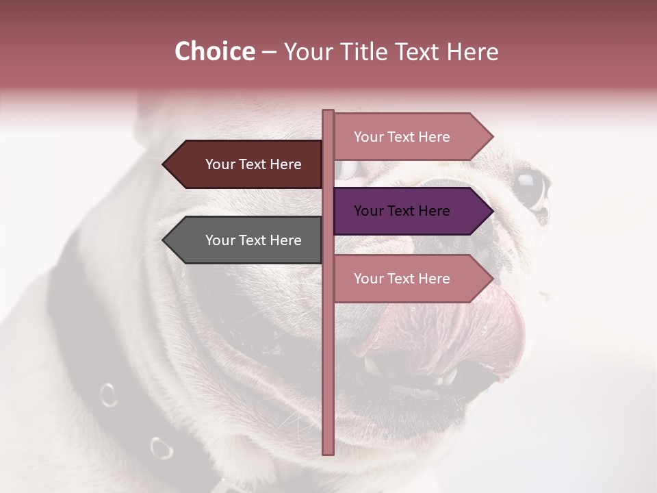 Studio Dog Black PowerPoint Template