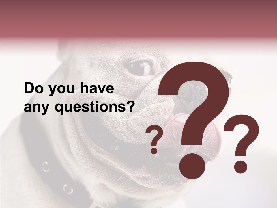 Studio Dog Black PowerPoint Template