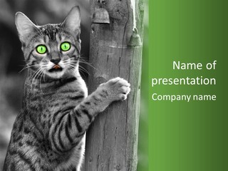 Feline Kitten Poster PowerPoint Template