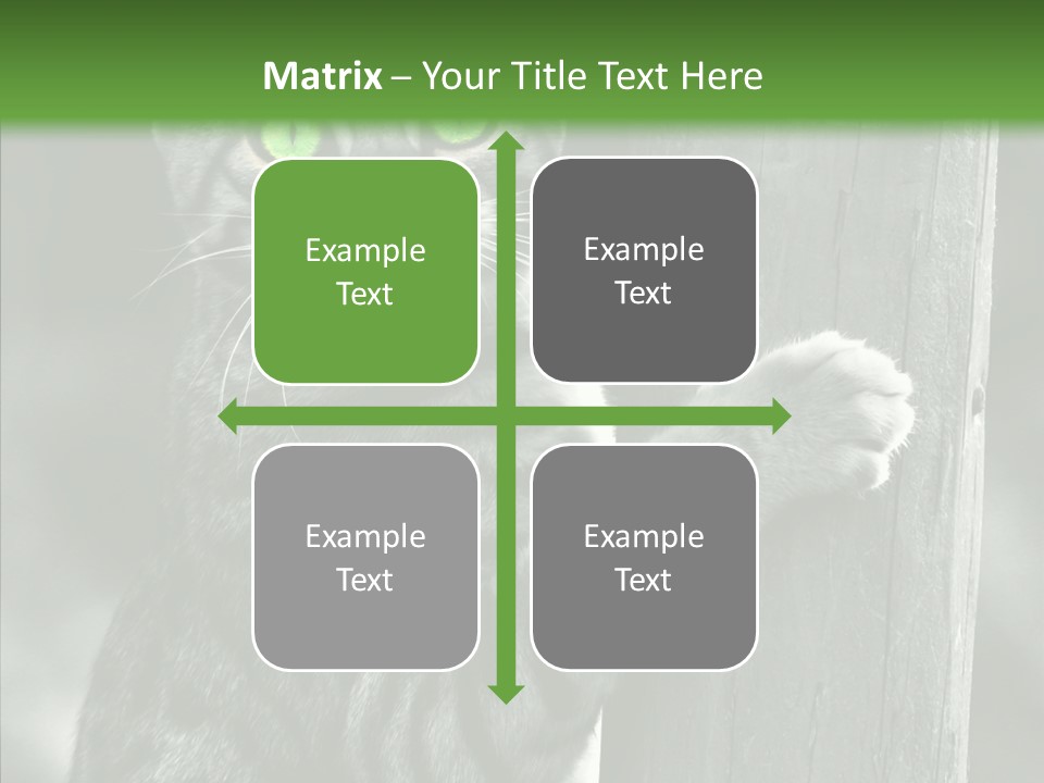 Feline Kitten Poster PowerPoint Template