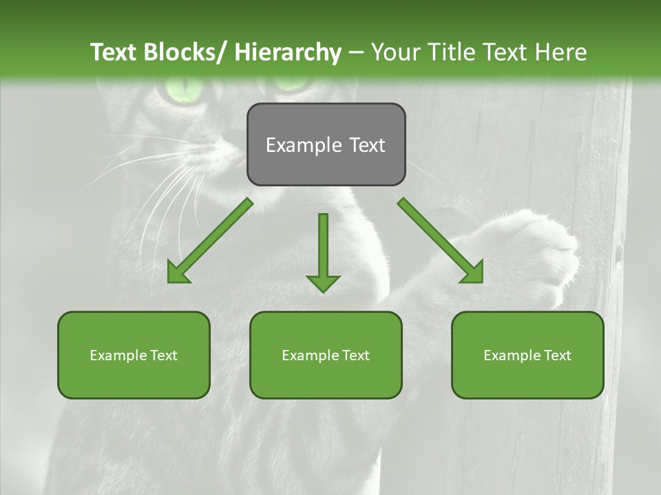 Feline Kitten Poster PowerPoint Template