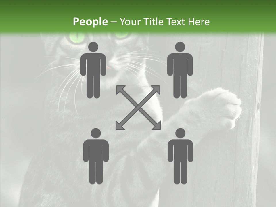 Feline Kitten Poster PowerPoint Template