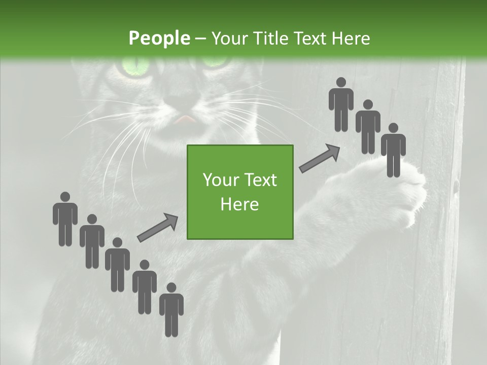 Feline Kitten Poster PowerPoint Template