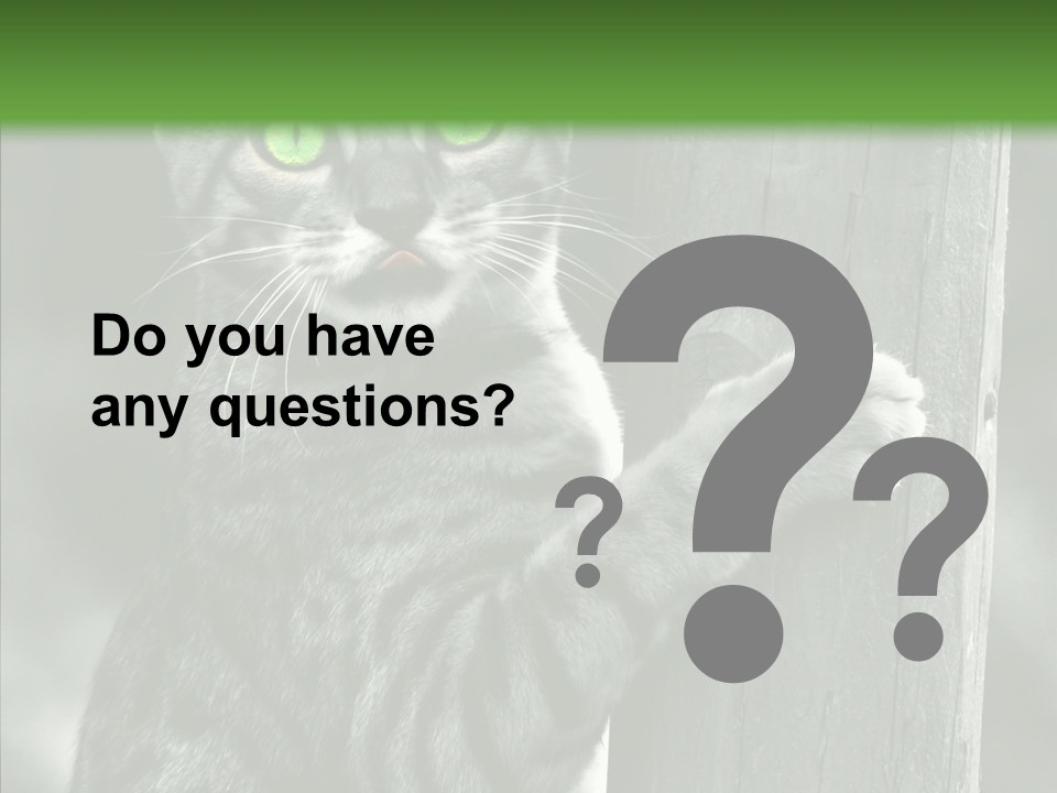 Feline Kitten Poster PowerPoint Template