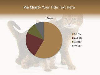 Single Childhood Purr PowerPoint Template
