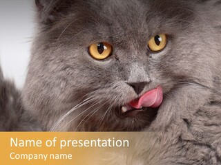 Food Hairy Tomcat PowerPoint Template