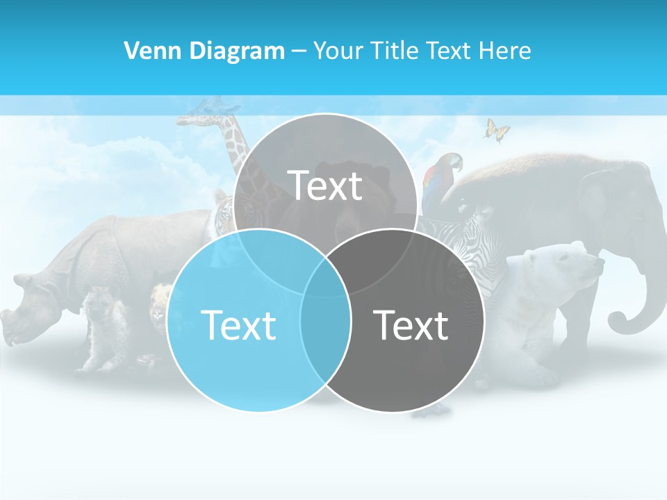 Colorful White Zebra PowerPoint Template