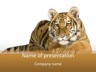 Mammal Tiger Studio PowerPoint Template
