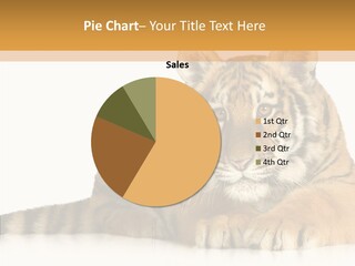 Mammal Tiger Studio PowerPoint Template